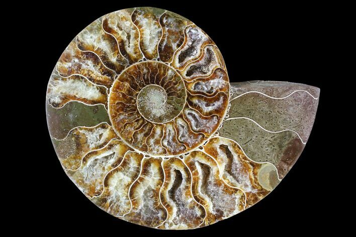 Agatized Ammonite Fossil (Half) - Madagascar #88270